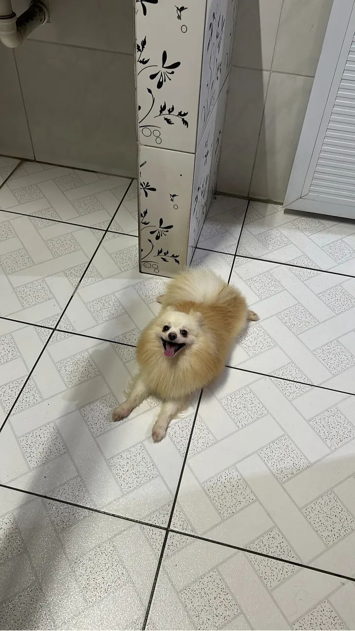 Spitz macho 