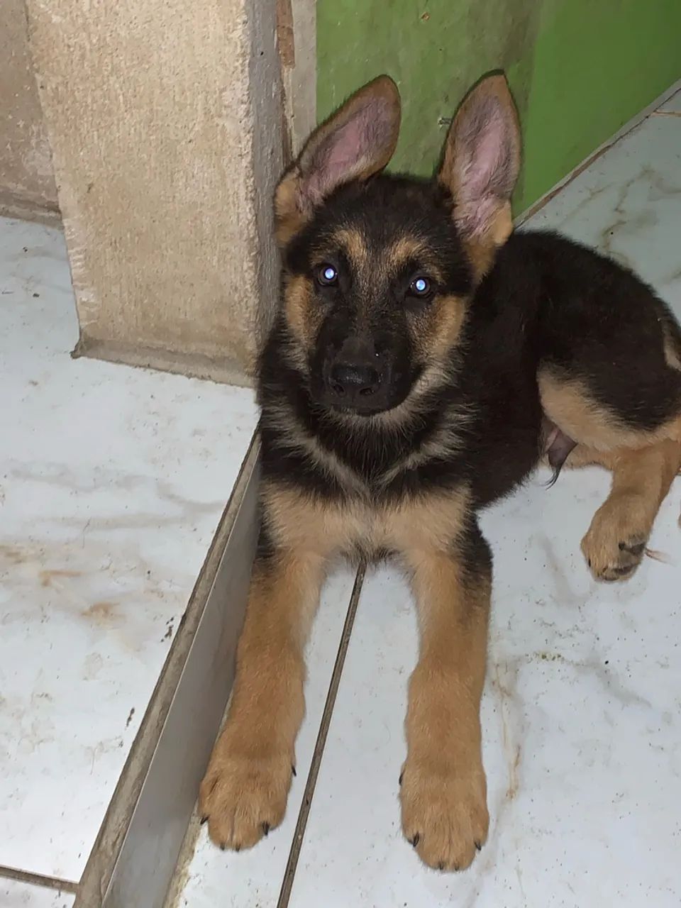 Cachorro