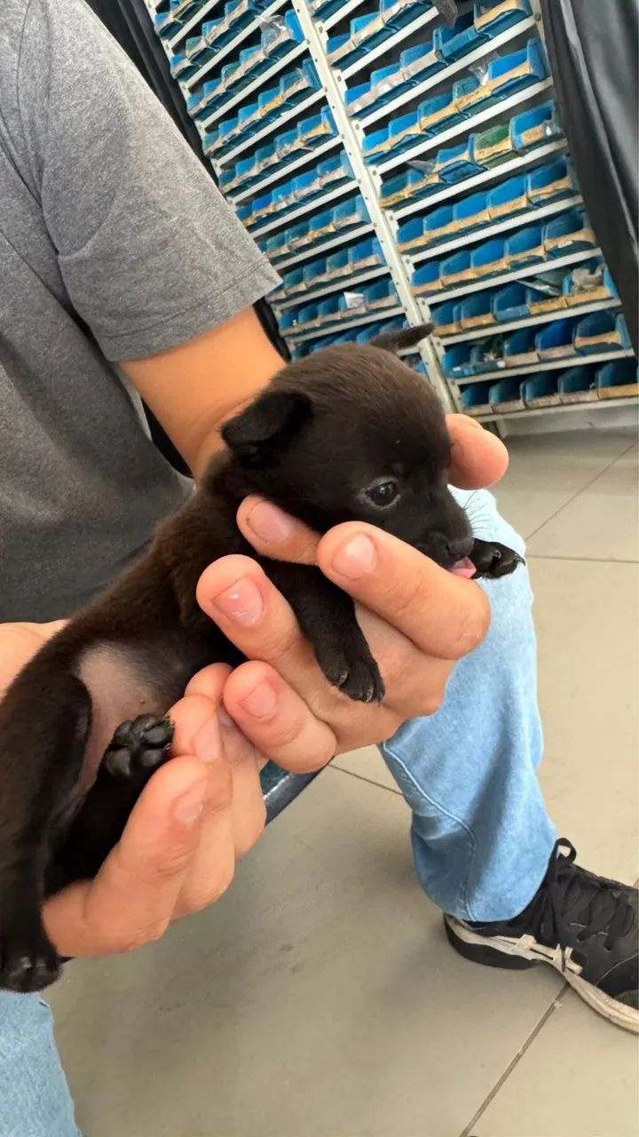 Cachorro pincher  - Foto 2