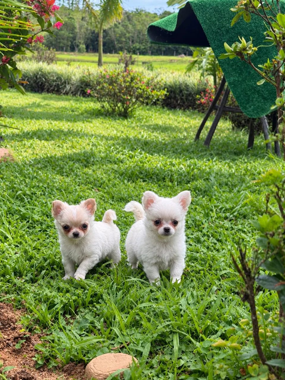 Chihuahuas  - Foto 2