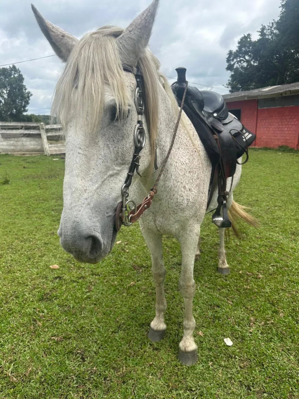 Égua Manga Larga - Foto 5