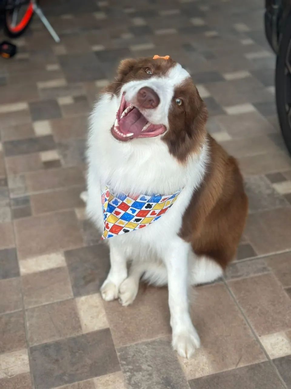 Border Collie  - Foto 2
