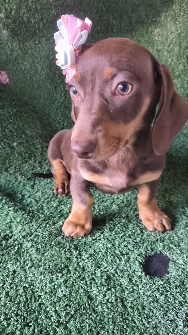 Basset  - Foto 2