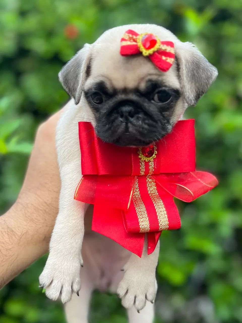 Filhotes de Pug - Foto 2