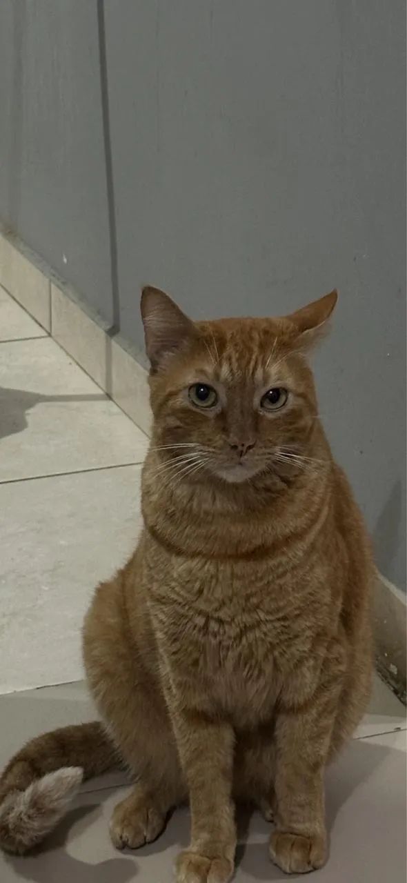 Doação de gato