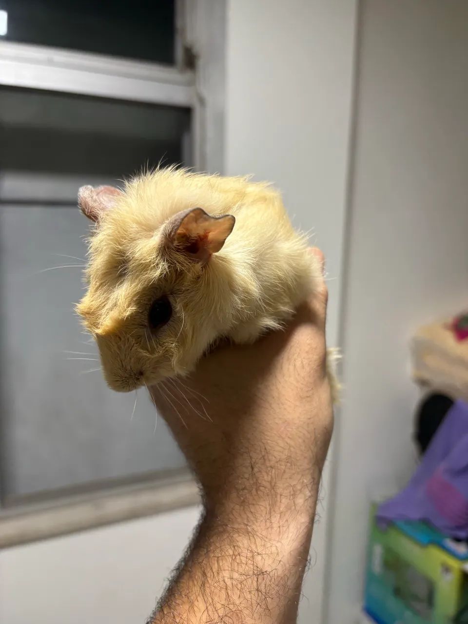 Porquinho da índia  - Foto 2