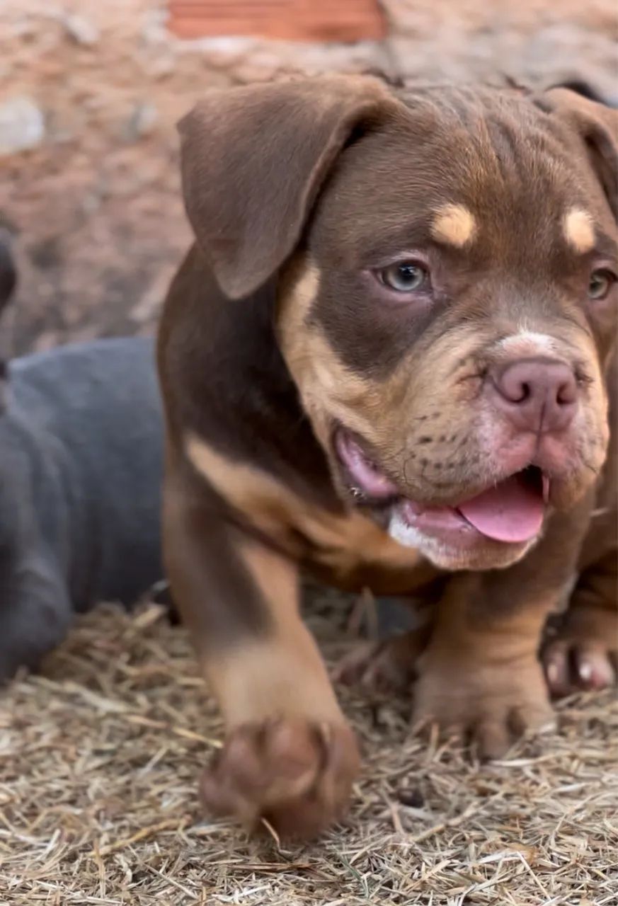 American Bully Micro Tri chocolate  - Foto 3