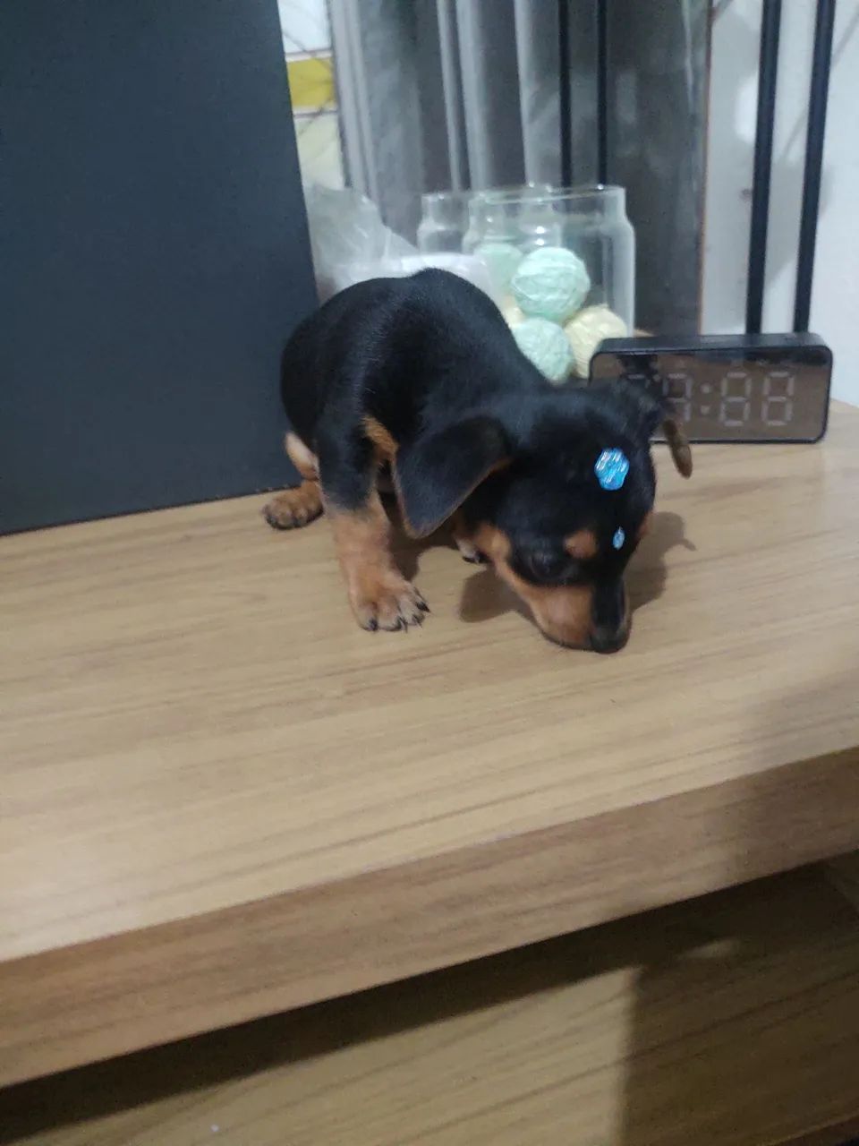 Pinscher  fêmea  - Foto 5
