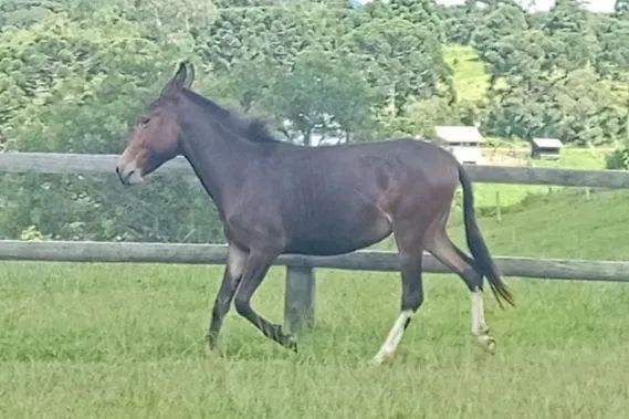 Mula e Burro Marcha Picada - Foto 5