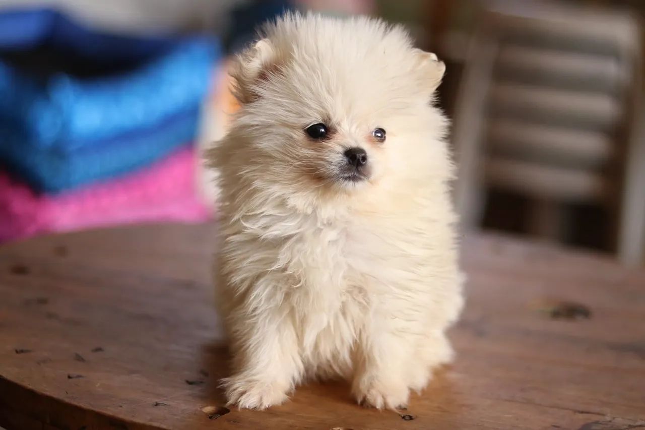 SPITZ PARCELAMOS - Foto 4