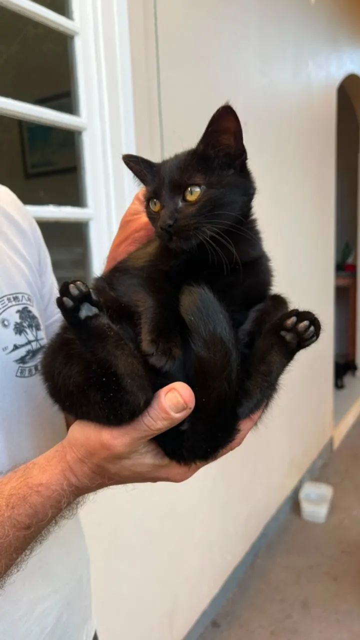 Adoção Gatos filhotes - Foto 4