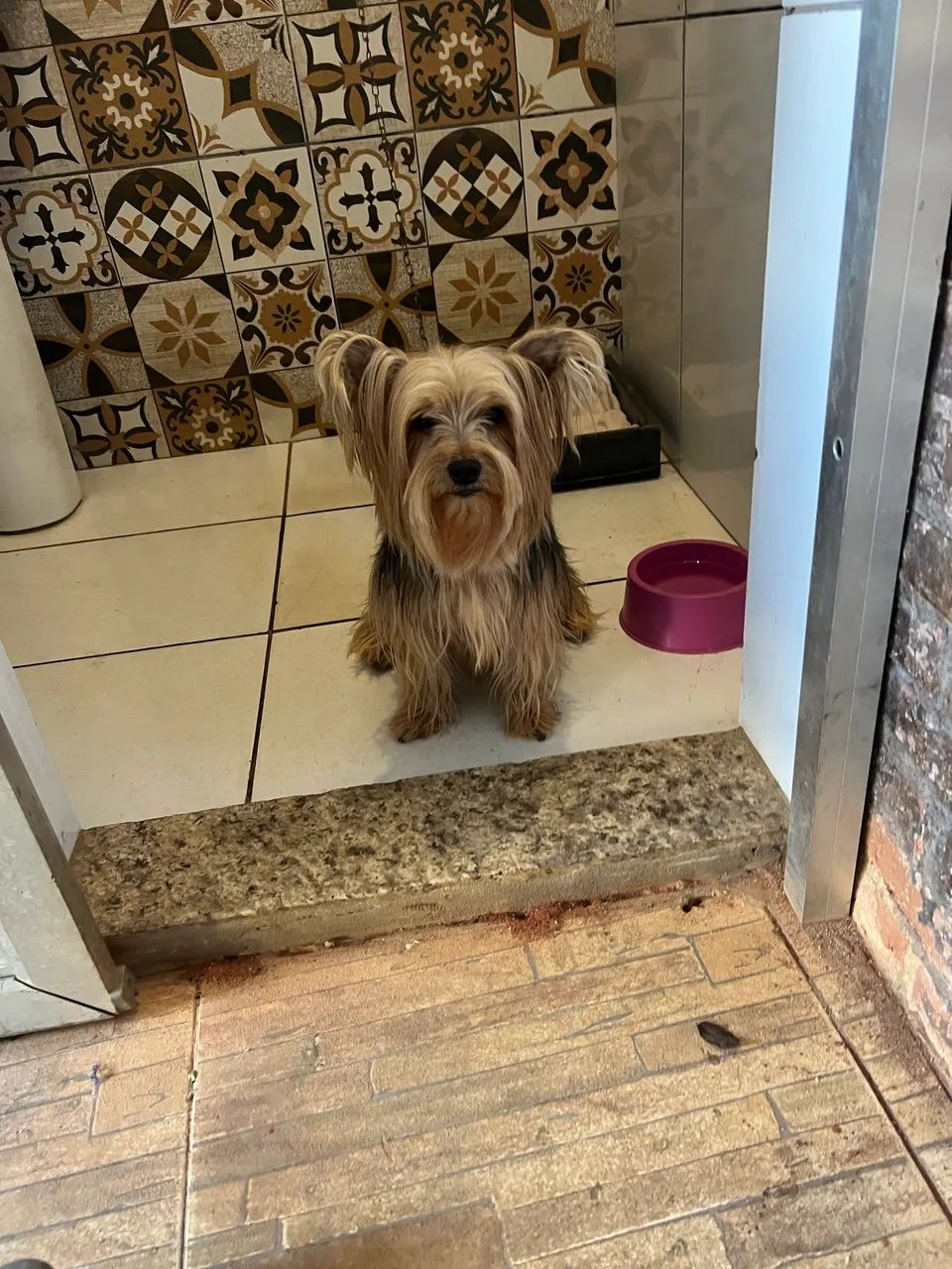 Yorkshire fêmea adulta  - Foto 2