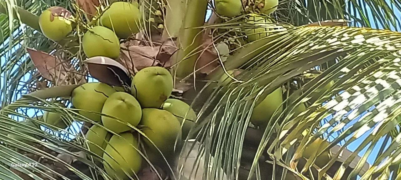 Coco verde para retirar do pé e revender  - Foto 4
