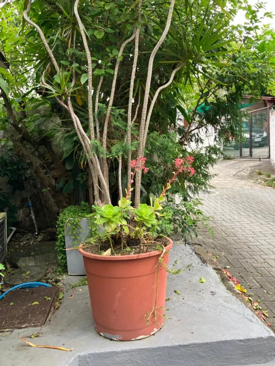 Vasos de plantas  - Foto 2