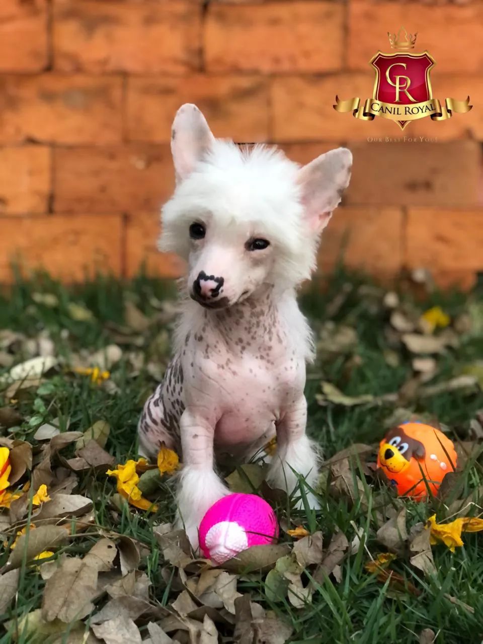 Cão de Crista Chinês filhotes - Foto 4