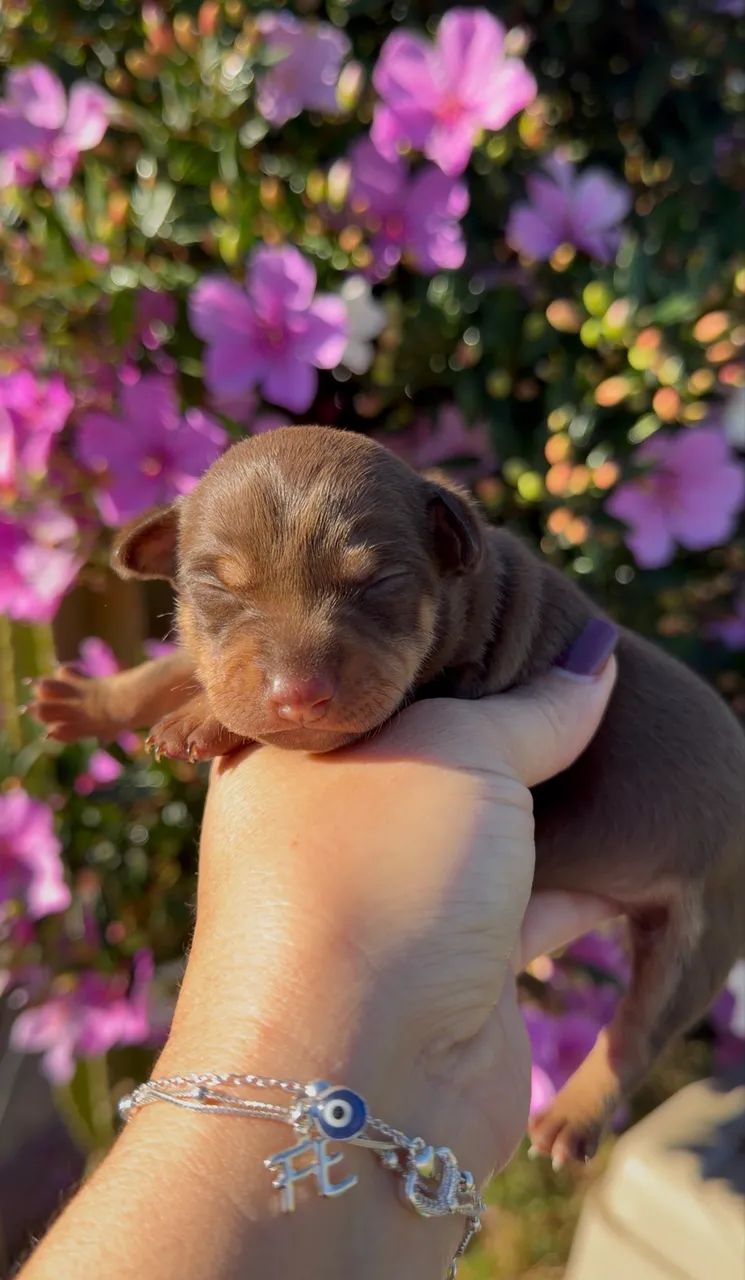 Pinscher  - Foto 2