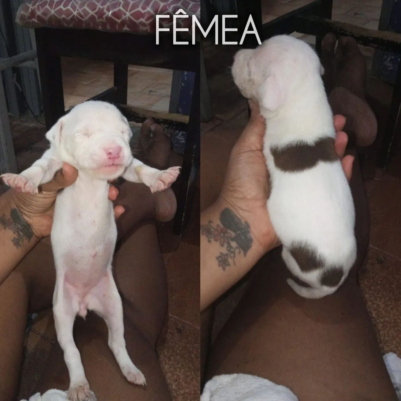 Cachorro  - Foto 3