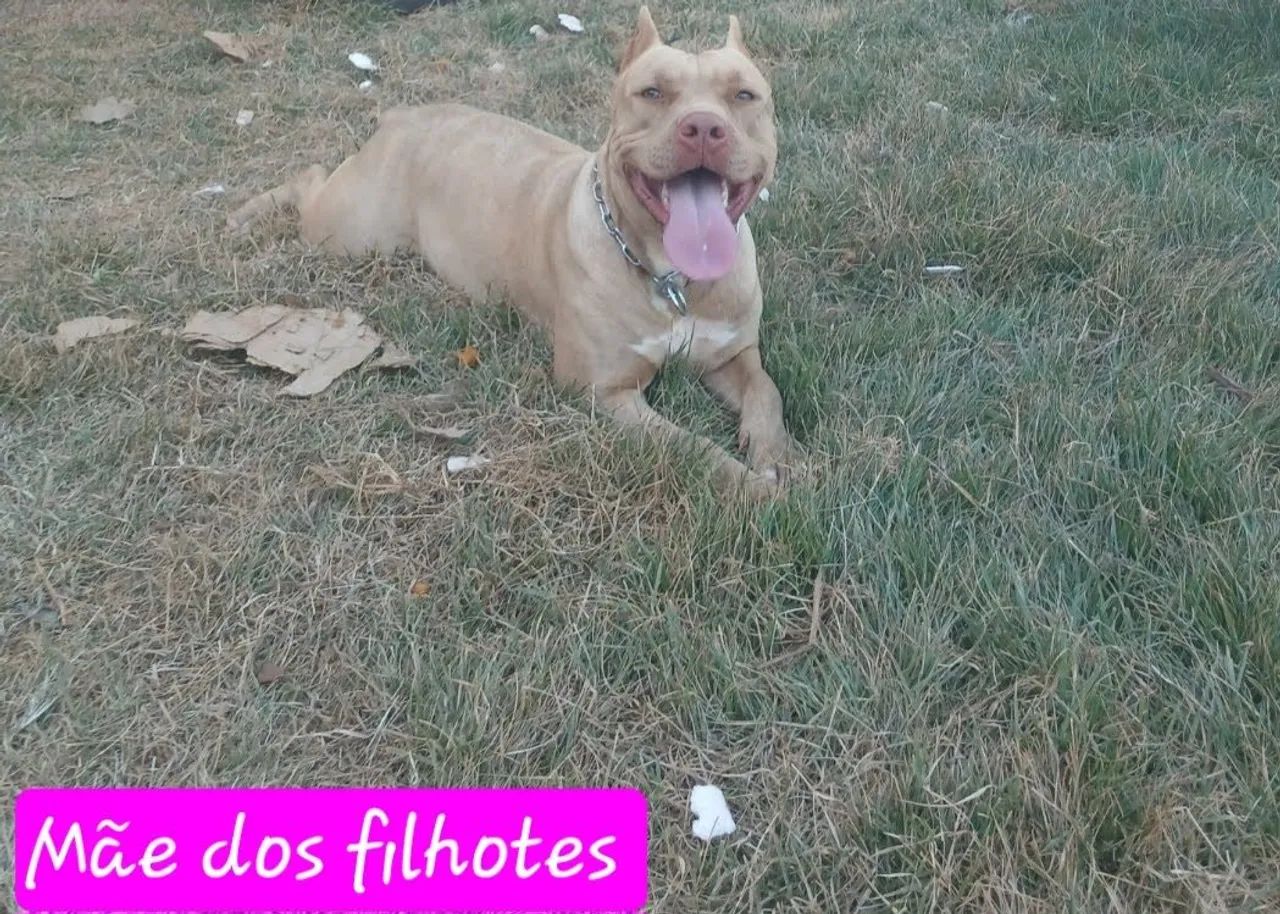 Pitbull  - Foto 5