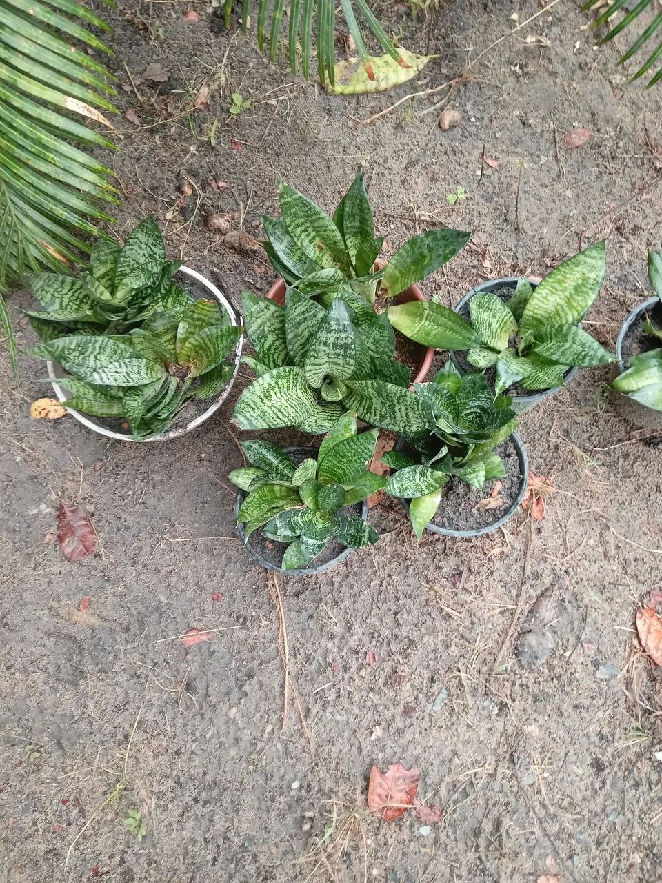 Plantas  - Foto 2