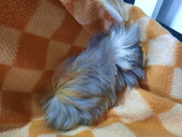 Porquinho da índia raça Peruano - Foto 4