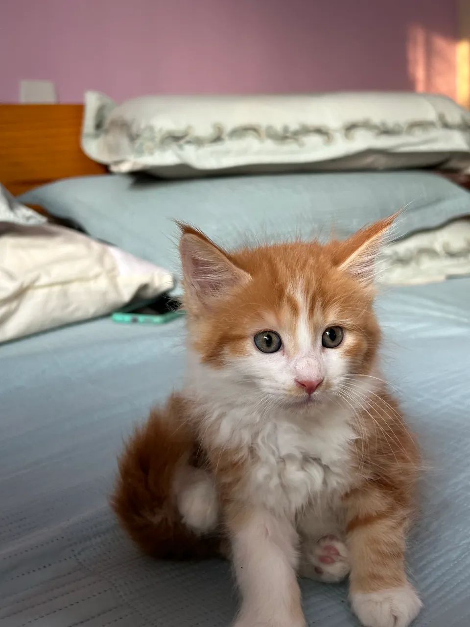 Maine Coon 2 meses  - Foto 3