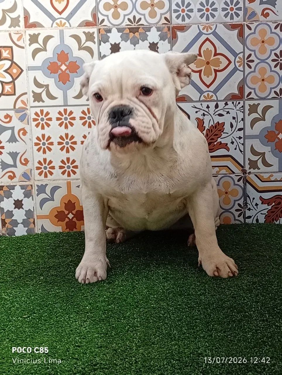 American bully - Foto 2