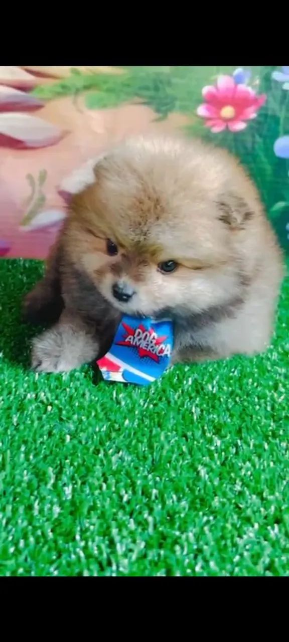        Spitz Alemão  - Foto 2