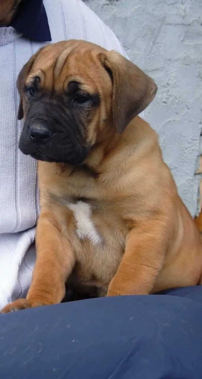 Fila Brasileiro  - Foto 3
