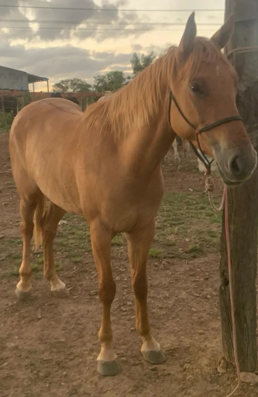 Égua mestiça Qm pronta  - Foto 5