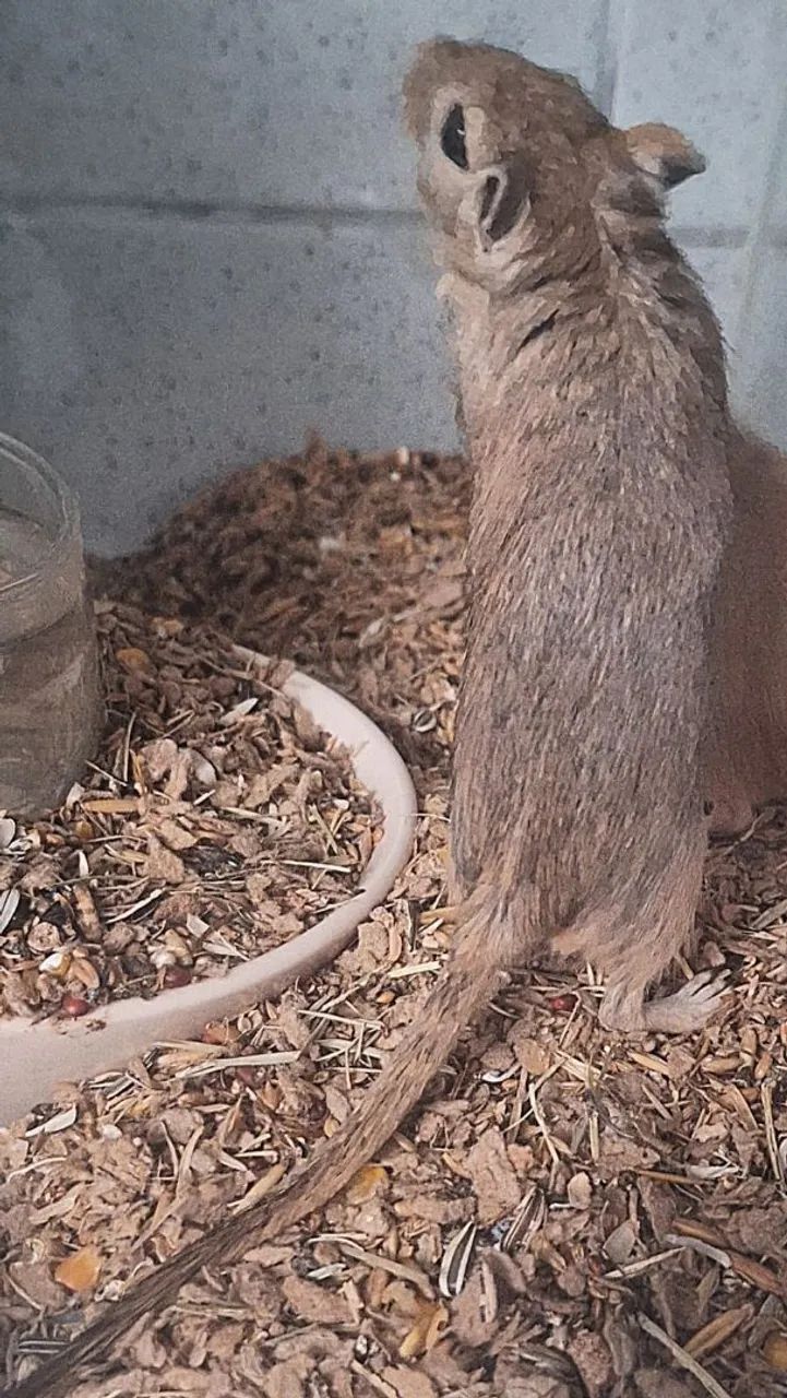 Casal de esquilo da Mongólia, gerbil! - Foto 2