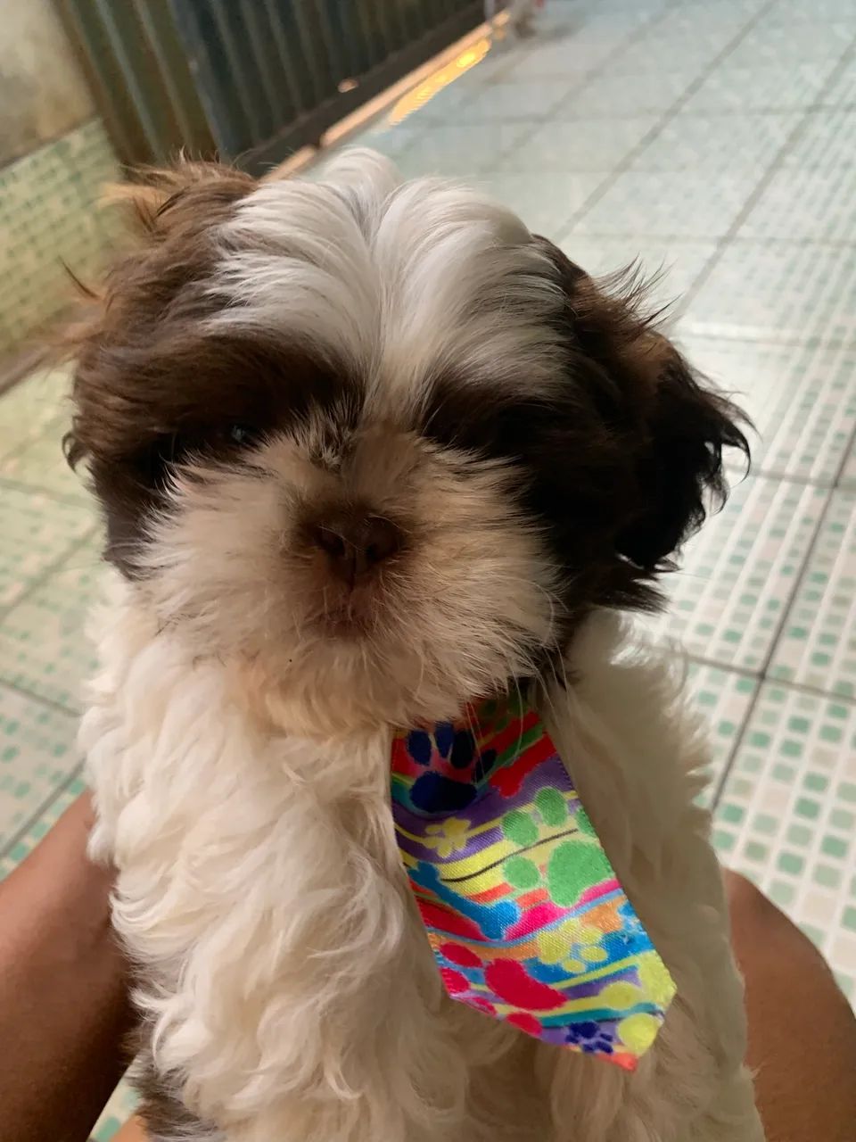 Cachorro Shitzu machinho  - Foto 3