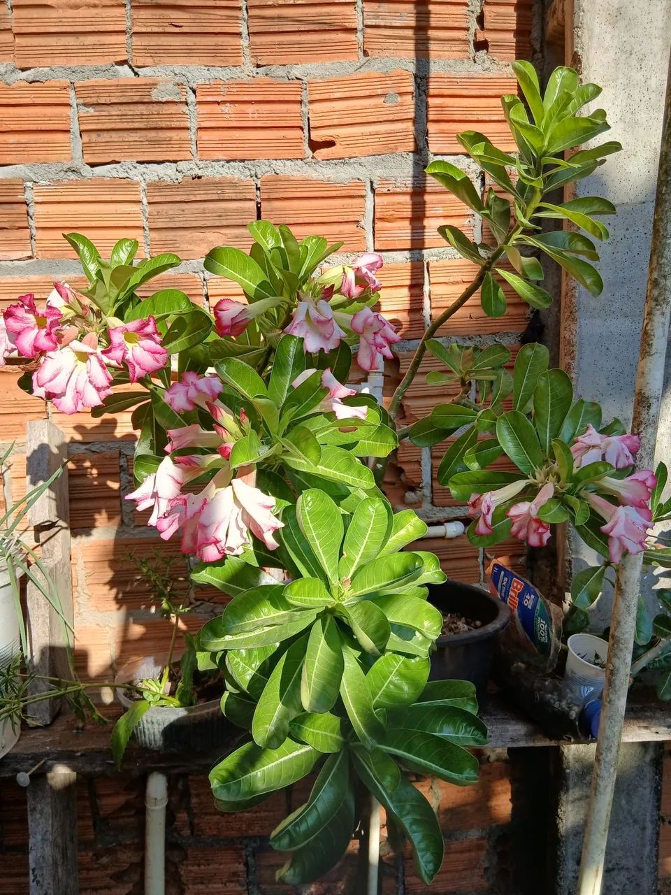 Vende-se - Foto 3