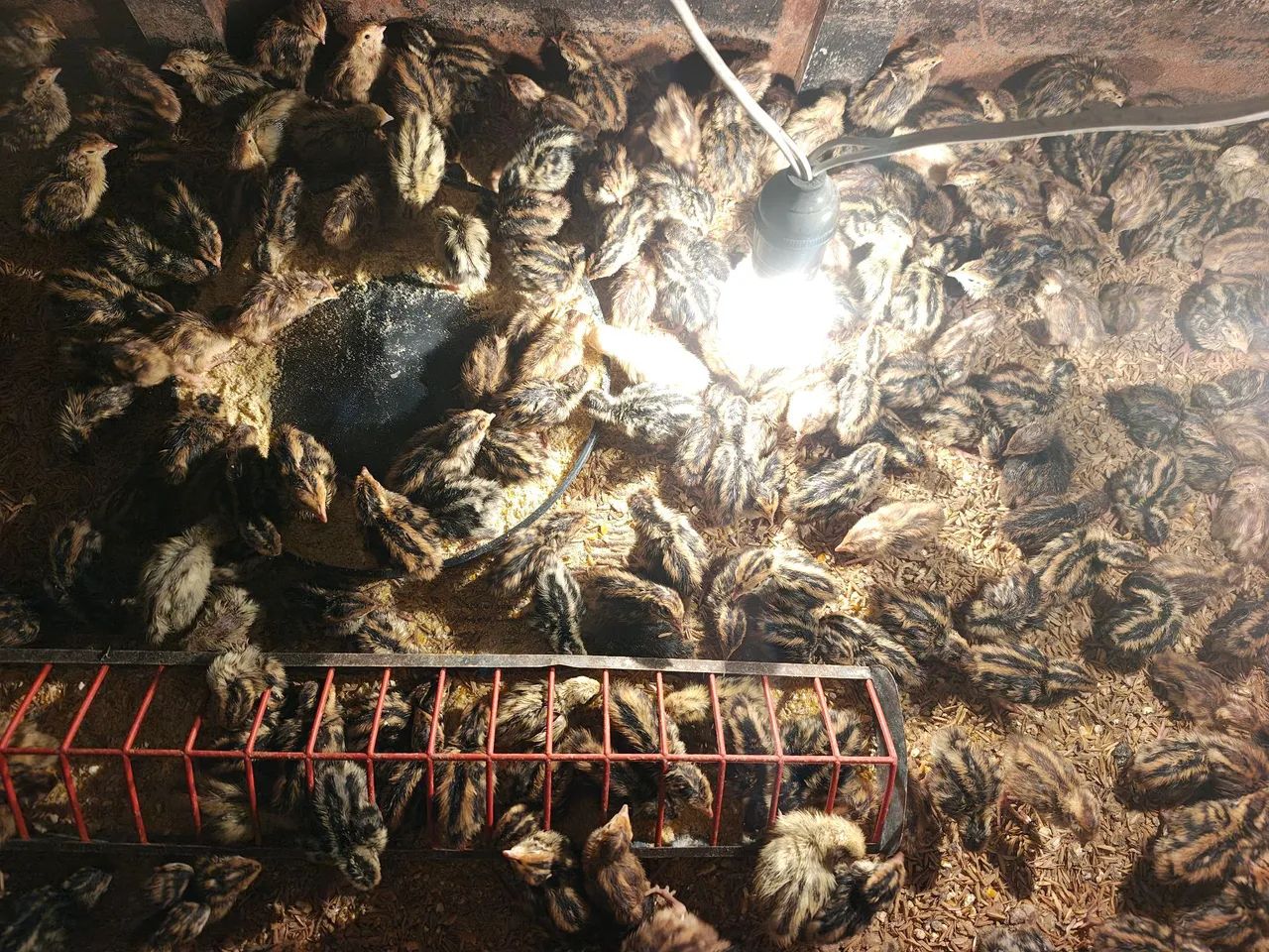 Codornas japonesas e gigantes de 1 dia disponível  - Foto 2