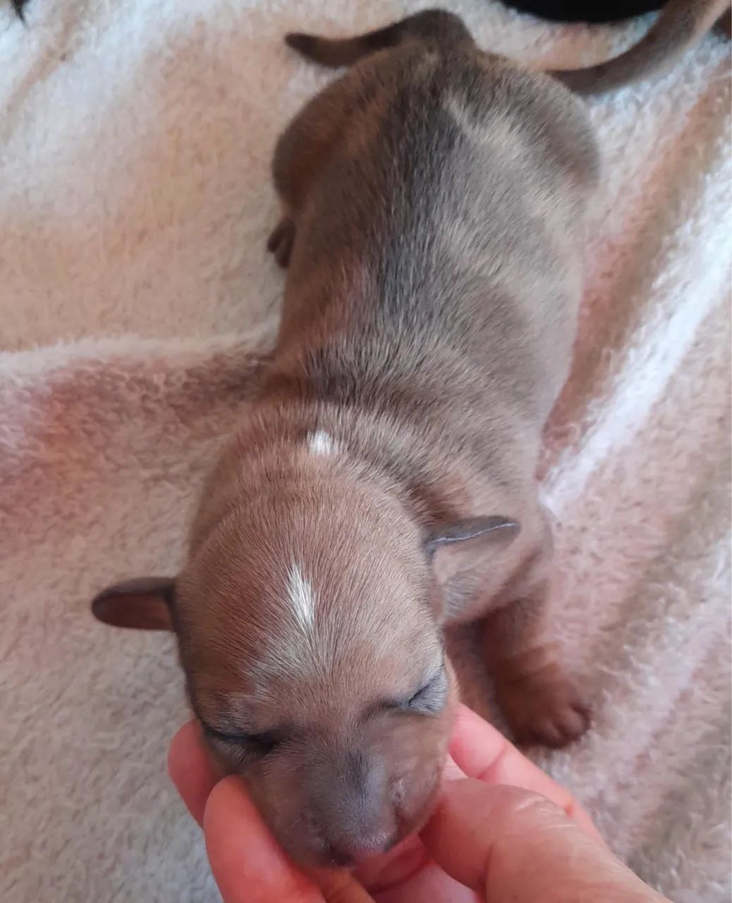 Ninhada de Dachshund  - Foto 3