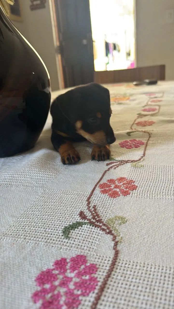 Pincher raça pequena - Foto 2