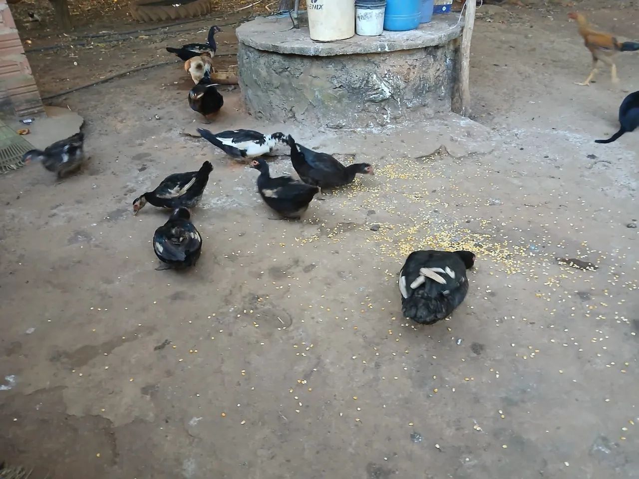Patos 