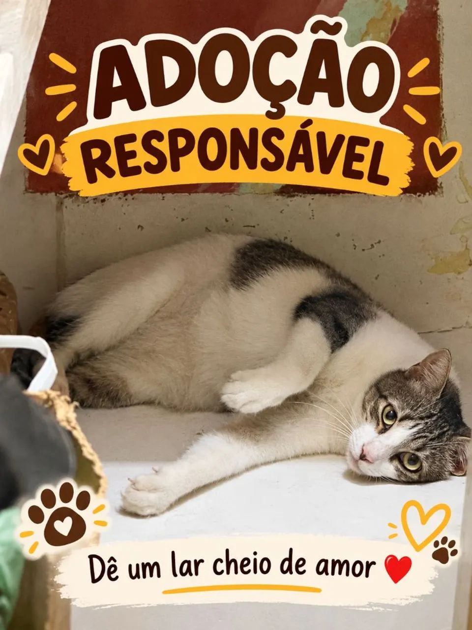 Gato macho para adoção 