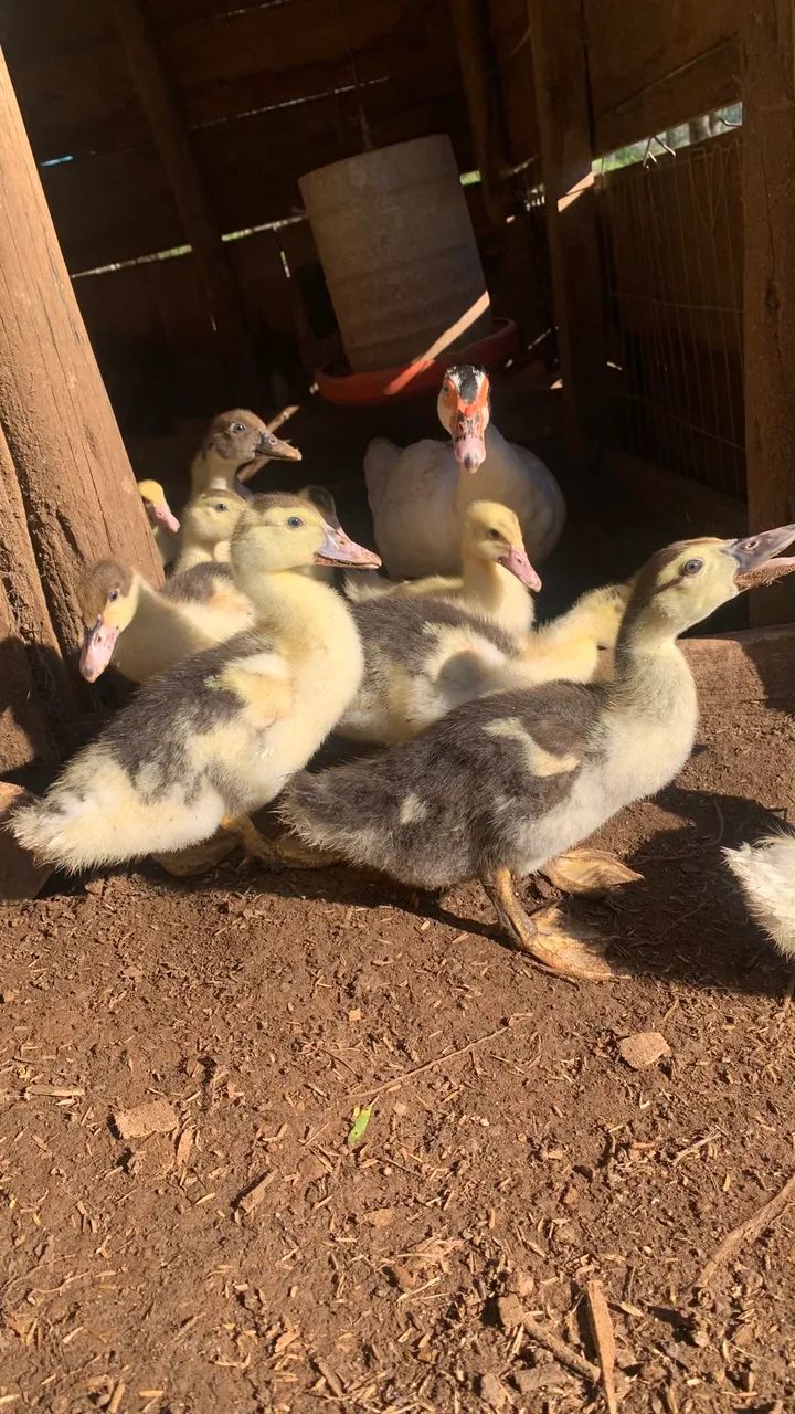 Patas e patos  - Foto 2
