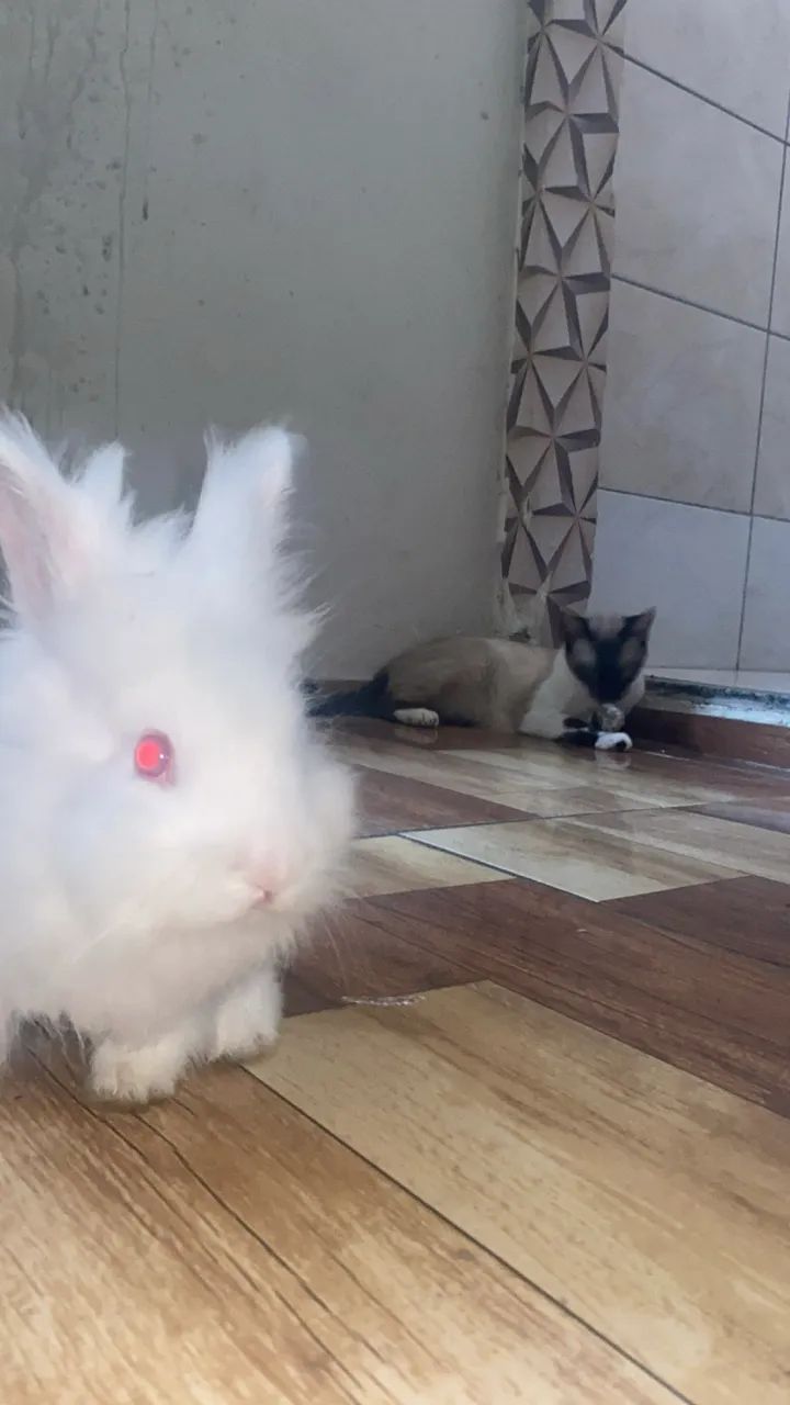 Vendo coelho branco - Foto 5