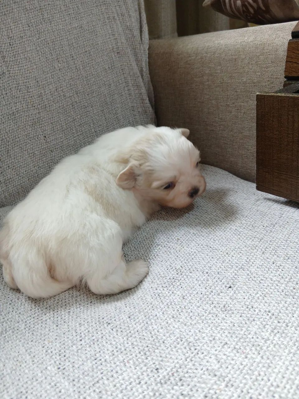 Lindos shihtzu - Foto 4
