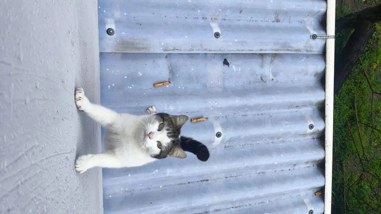 doa-se gato - Foto 3
