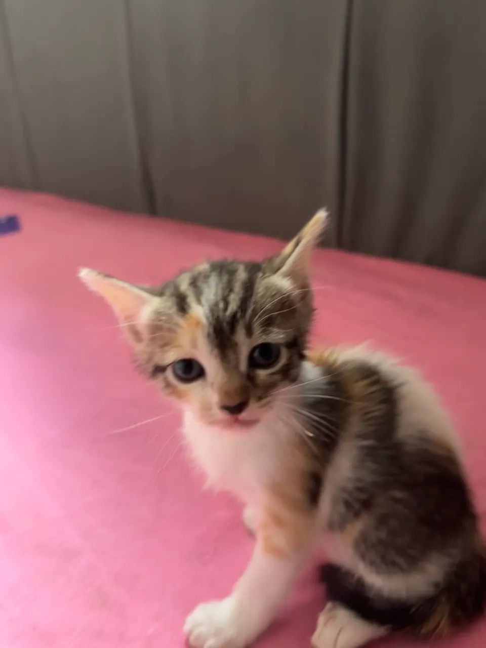 gatinhas para adotar  - Foto 4