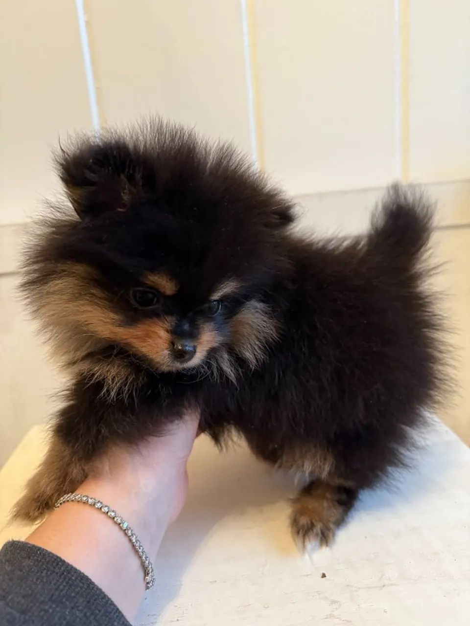 Spitz Com Uma Presença Que Marca - Foto 2