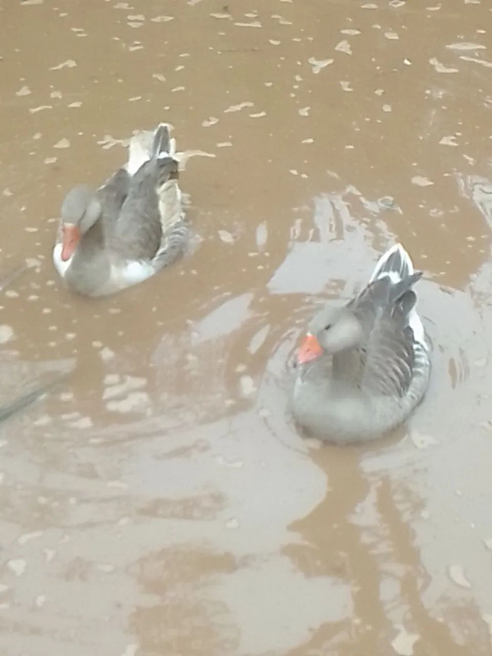 Casal de gansos