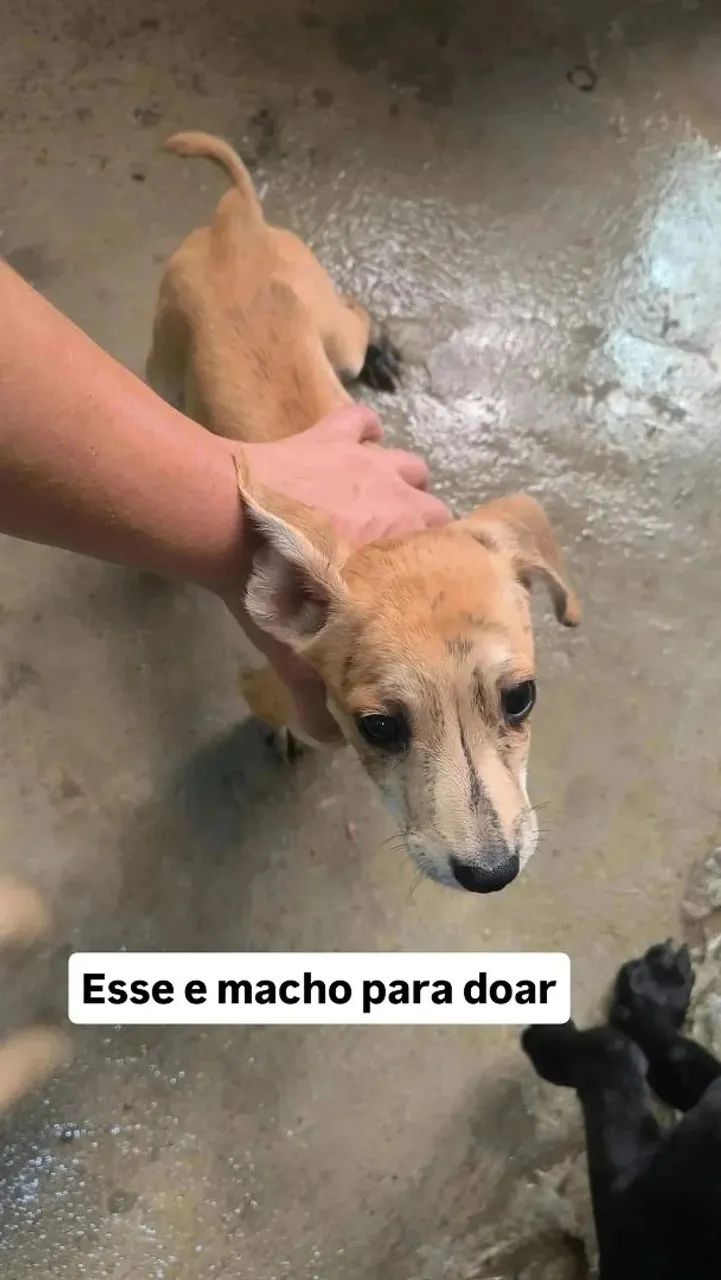 Doação de ? - Foto 3