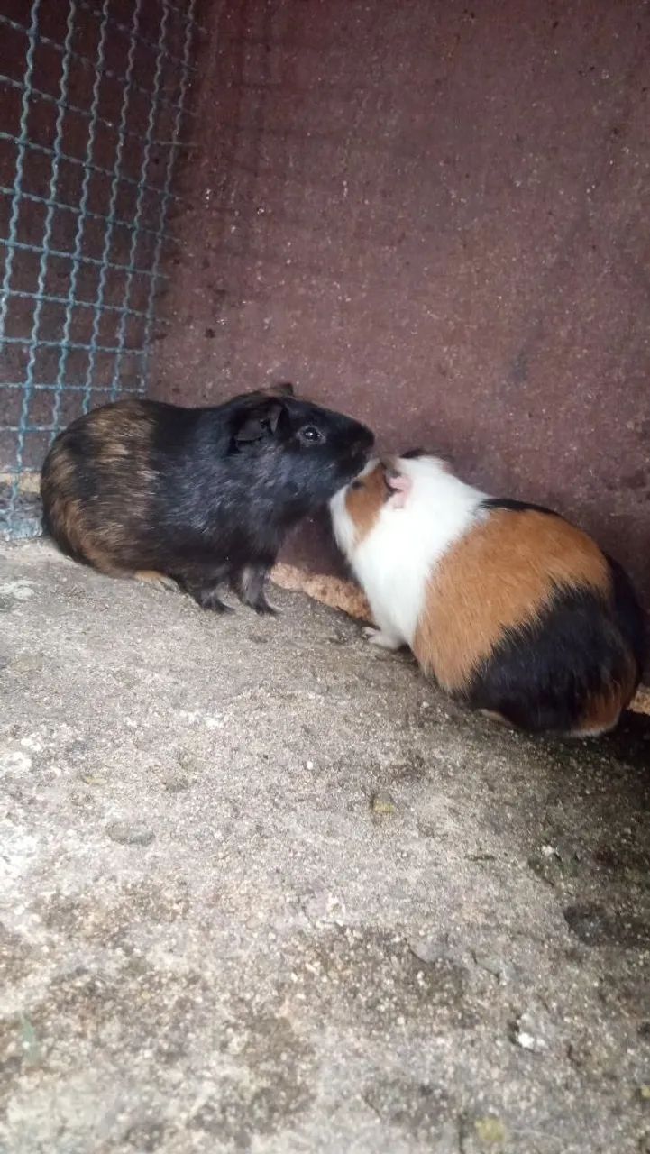 Porquinho da índia  - Foto 4