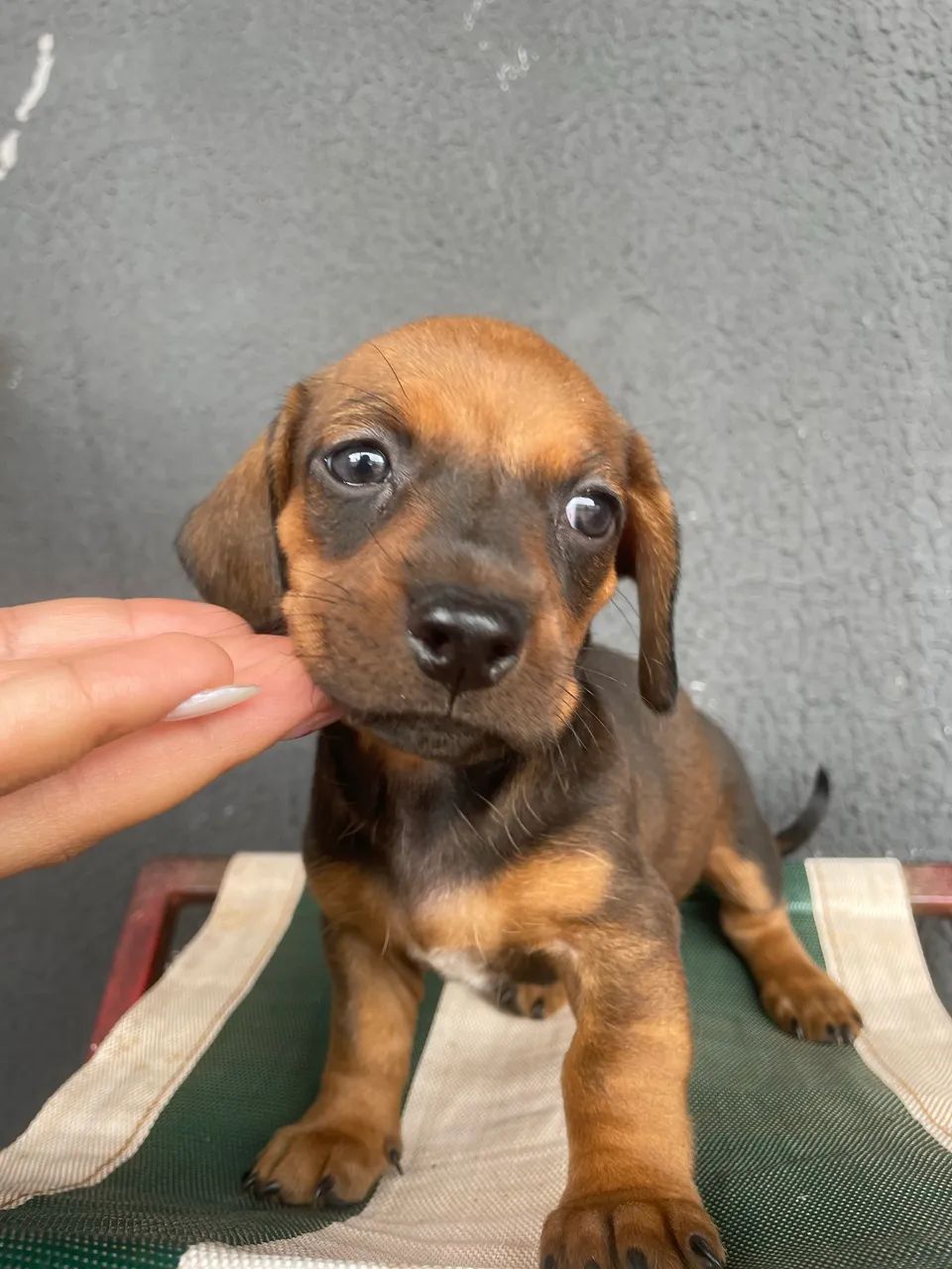 dachshund /salsicha /cofap - Foto 4