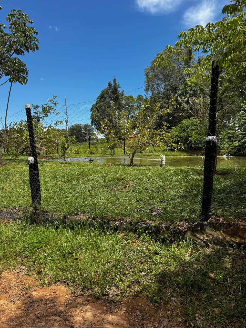 Chácara  - Foto 5