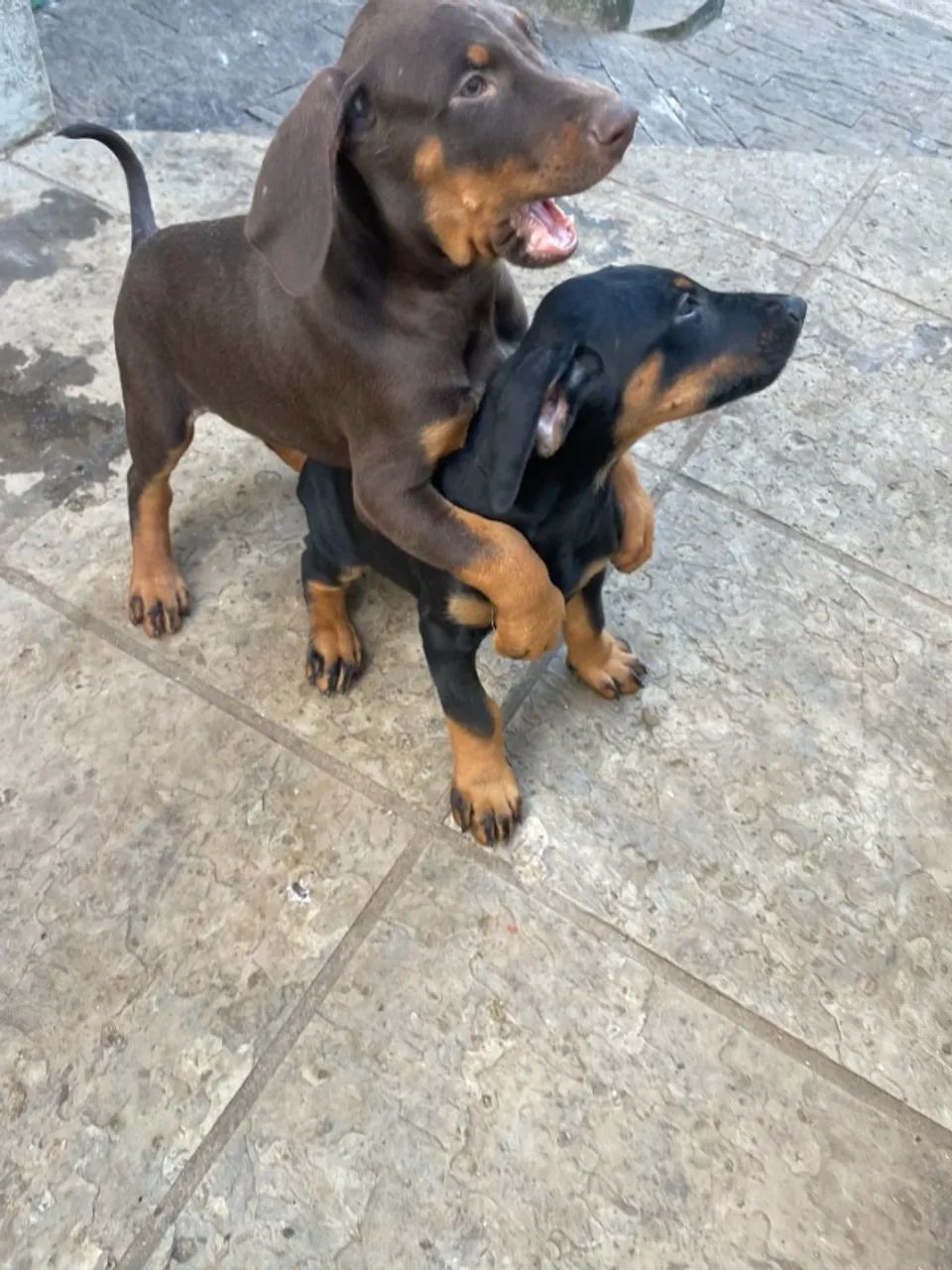 Vendo Filhotes de Doberman - Foto 2