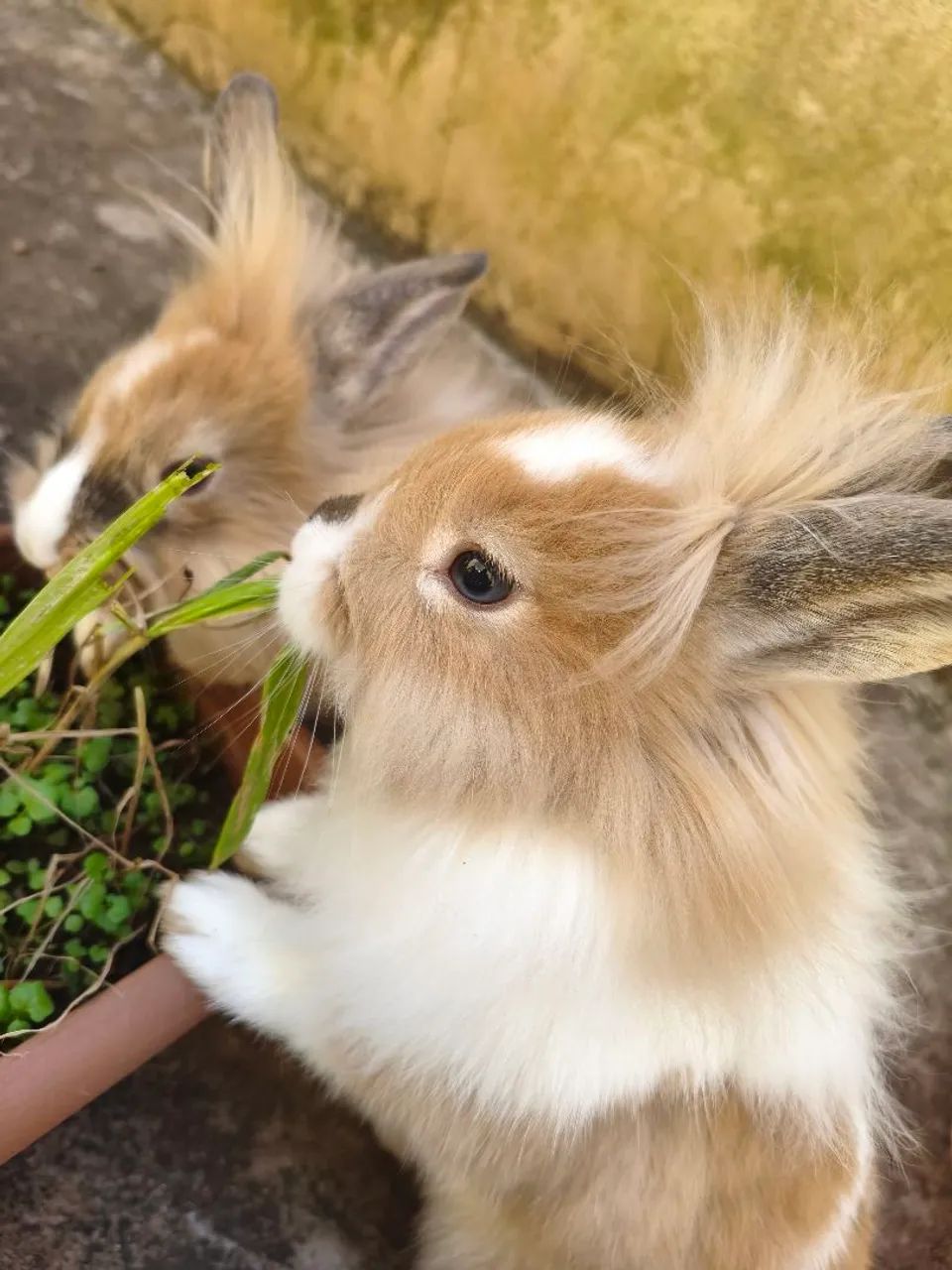 Mini coelho Netherland macho 